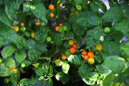 Aji Charapita Iquitos