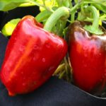 Odla Ukranian Sweet Red