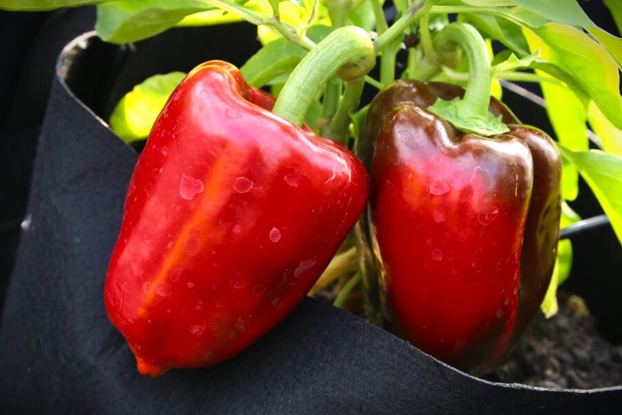 Ukranian Sweet Red paprikafrön – hjärtformade röda frukter från Ukraina | TummelstaChili