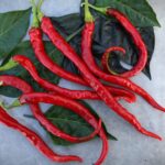 Odla Thunder Mountain Longhorn XXL