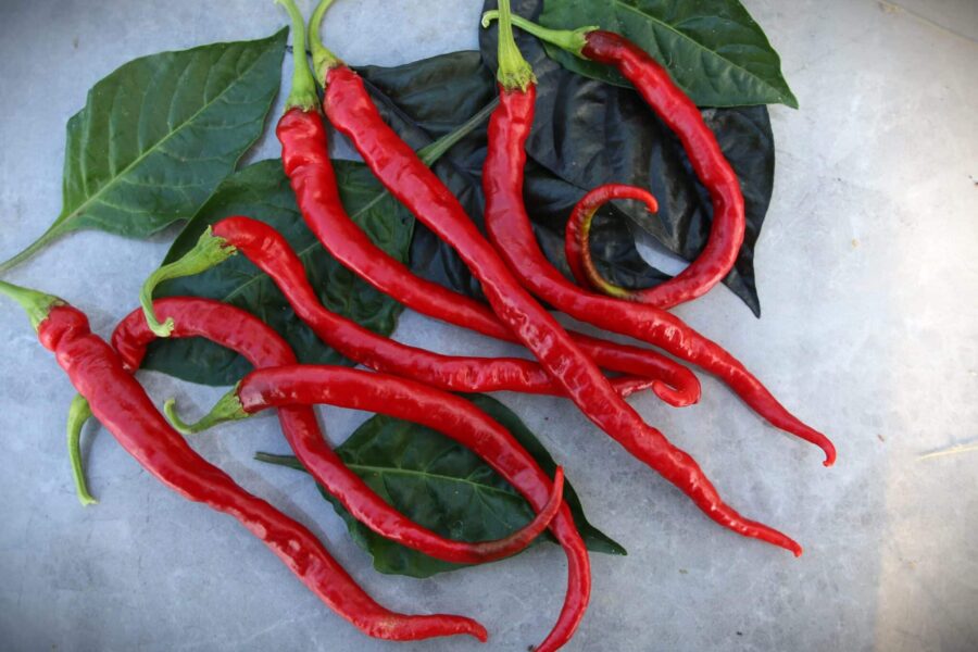 Thunder Mountain Longhorn XXL chilifrön - världens längsta chili med röda, böjda frukter | TummelstaChili