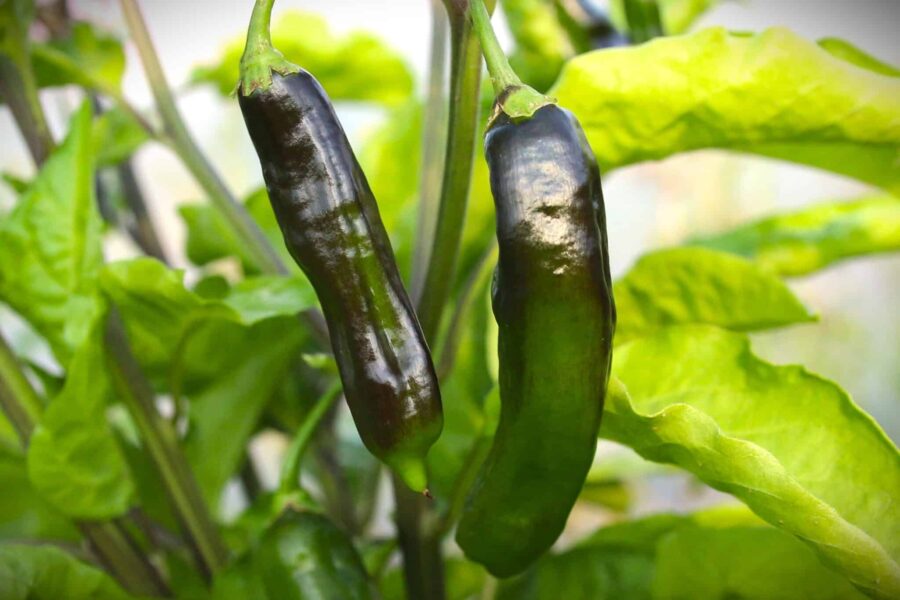 Machu Picchu chilifrön - peruansk sort med mörkbruna avlånga frukter | TummelstaChili