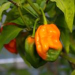 Odla Habanero Big Sun