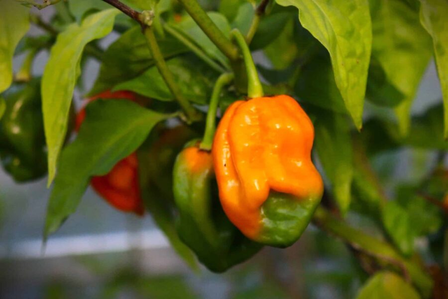 Habanero Big Sun frön - stor gul habanero med lanternformade frukter | TummelstaChili