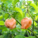 Odla Habanero Pastel