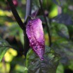 Odla Faddas Boar Claws Purple