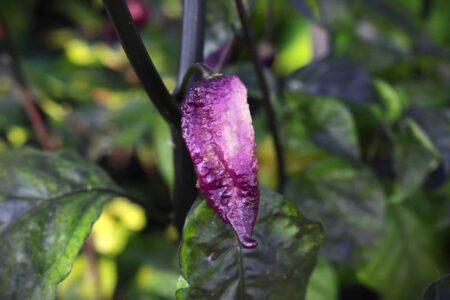 Faddas Boar Claws Purple