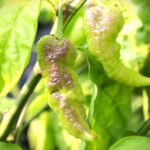 Odla Tiberius Mauler