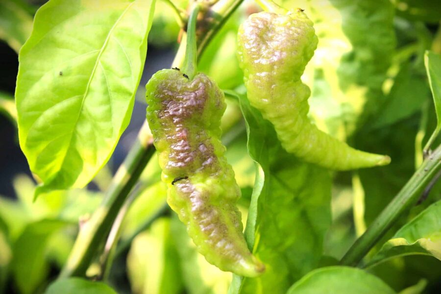 Tiberius Mauler chilifrön – korrugerad superhet chili med lång svans i djupröd färg | TummelstaChili