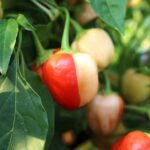 Odla Peppapeach Stripey