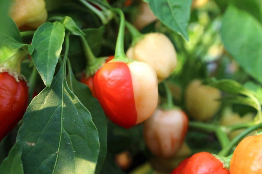 Peppapeach Stripey chilifrön – persikafärgade frukter med röda stripes | TummelstaChili