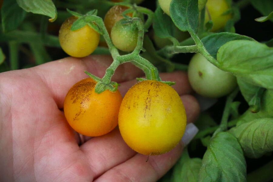 Indigo Kumquat tomat – orange körsbärstomat med mörka indigoaxlar | TummelstaChili