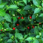 Odla Aji Charapita Red