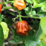 Odla Trinidad Scorpion Moruga Caramel