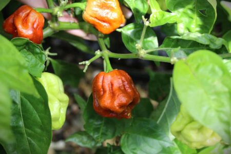 Trinidad Scorpion Moruga Caramel