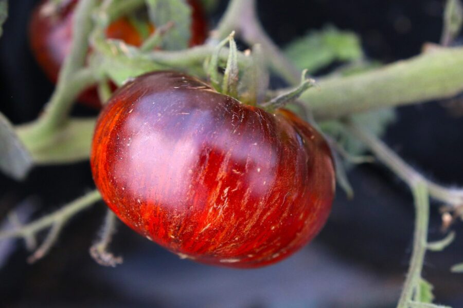 Red Beauty tomat – svartröd slicetomat med antocyanin från Wild Boar Farms | TummelstaChili