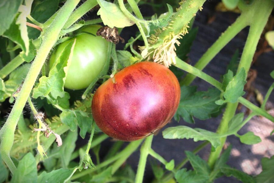 Purple Marvel tomatfrön – stora lila bifftomater med unik färg | Köp hos TummelstaChili