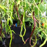 Odla Thunder Mountain Longhorn Chocolate