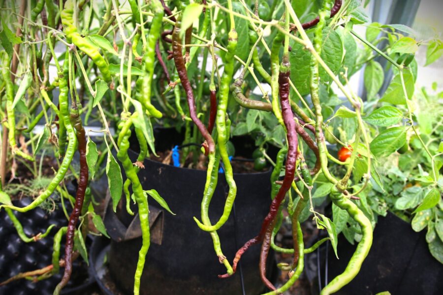 Thunder Mountain Longhorn Chocolate chilifrön – 30 cm långa chokladbruna frukter från Kina | TummelstaChili