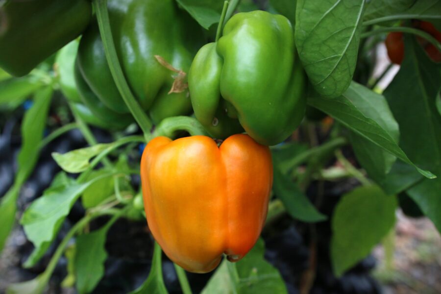 Marta Polka gyllengul paprika – kompakt polsk sort för krukodling | TummelstaChili