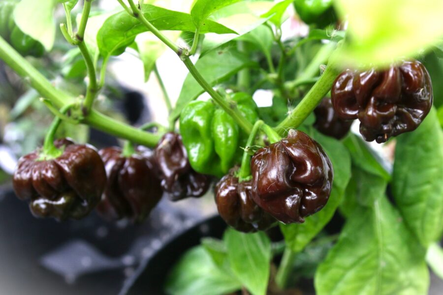 Odinosaur chili med unika bruna frukter – Capsicum chinense | Svenskodlade frön