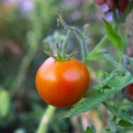 Ukranian Ultra Early