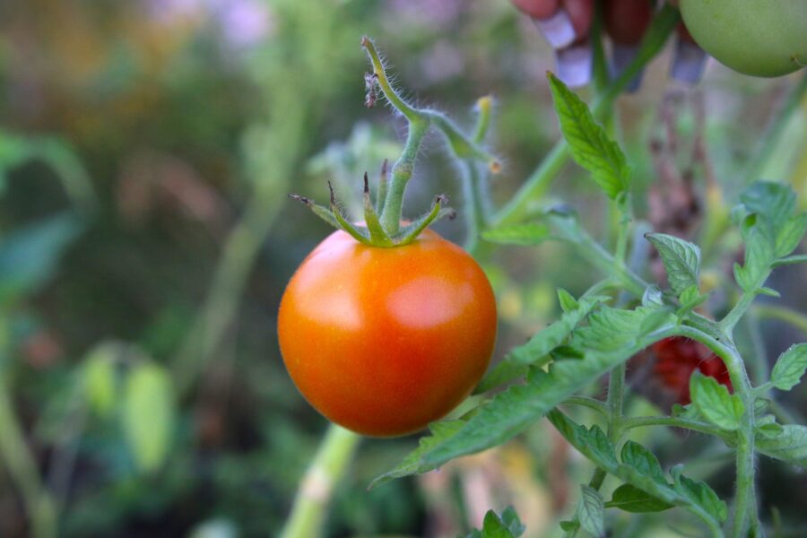 Ukranian Ultra Early tomatfrön – röda ukrainska arvstomater för kallare klimat | TummelstaChili