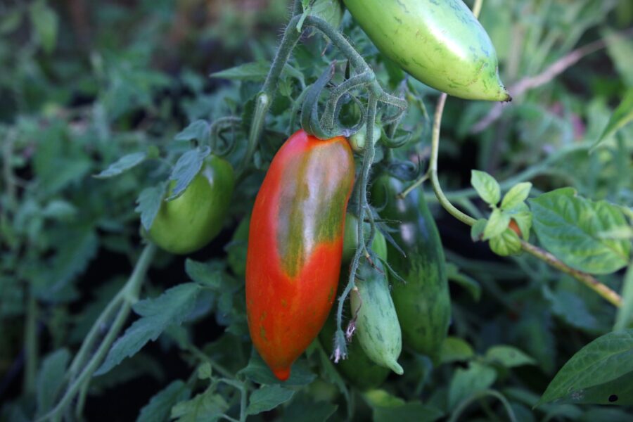 Boxer Rebellion tomatfrön – stripig röd-orange såstomat i klassisk ellipsform | TummelstaChili