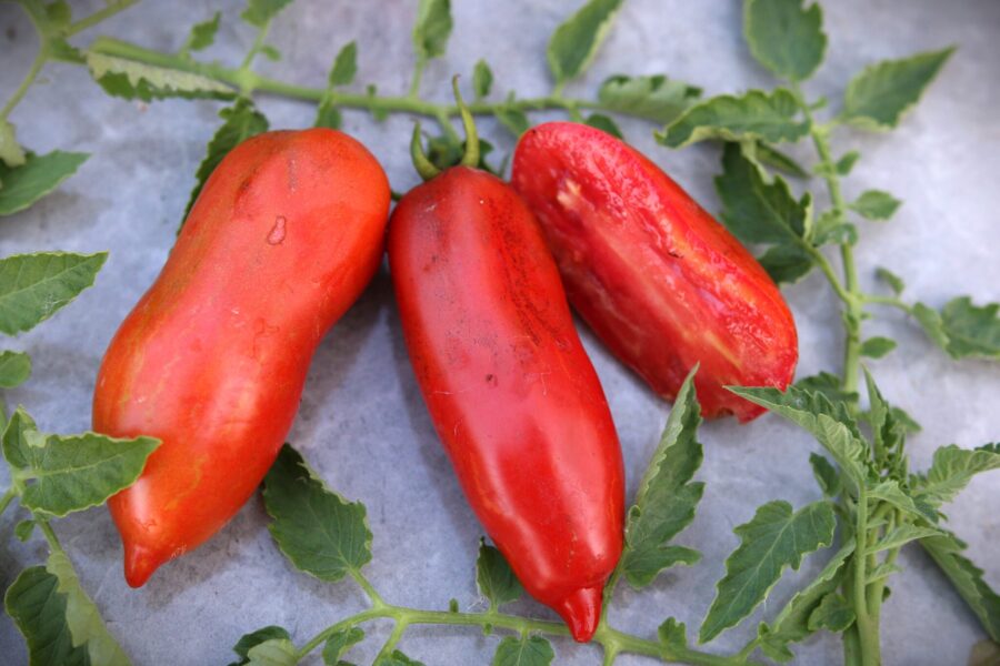 Marzano Fire tomatfrön – italienska såstomater i klassisk plommonform | TummelstaChili