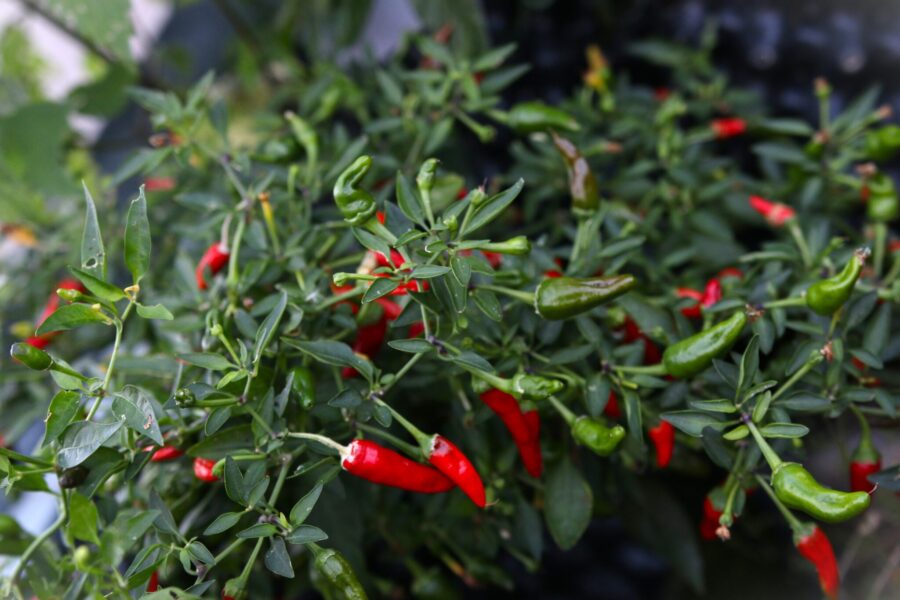 Apache chili med hundratals röda frukter på kompakt planta | Köp hos TummelstaChili