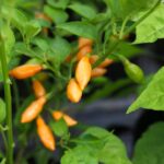 Odla Cobachina Orange