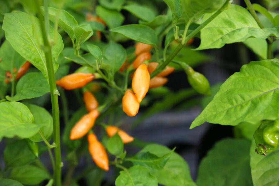 Cobachina Orange chili – lysande orange frukter på en kompakt prydnadsplanta | TummelstaChili