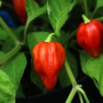 Odla Antillais Caribbean