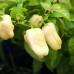 Odla Habanero White Giant