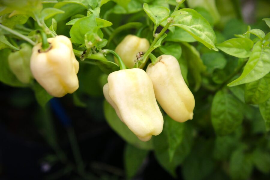 Habanero White Giant frön – stor vit habanero med riklig skörd | Svenskodlade frön TummelstaChili
