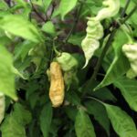 Odla Jay's White Ghost Scorpion