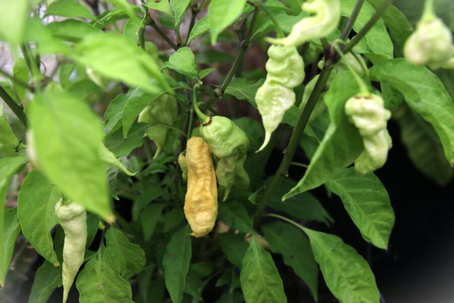 Jay's White Ghost Scorpion chilifrön – vit superchili med scorpion-svans | TummelstaChili