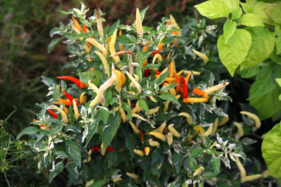 Hot Palette chilifrön – kompakt Thai-chili med brokiga blad och färgglada uppåtriktade frukter | TummelstaChili