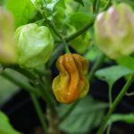 Odla Habanero Mustard