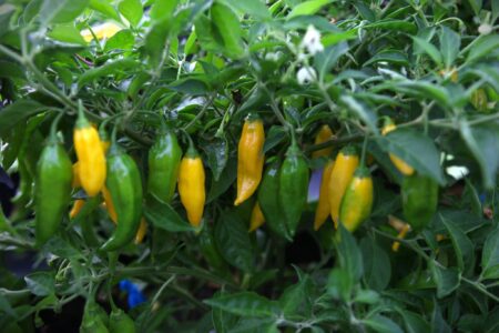 Aji Mochero