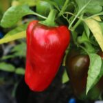 Odla California Wonder