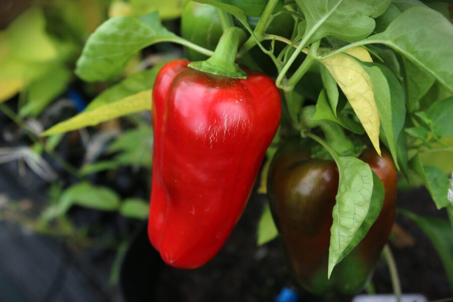 California Wonder paprikafrön - klassisk röd blockpaprika med tjockt kött | TummelstaChili