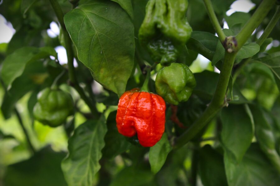 7 Pot Lucy chilifrön - superhet hybrid med stora röda frukter | Köp hos TummelstaChili
