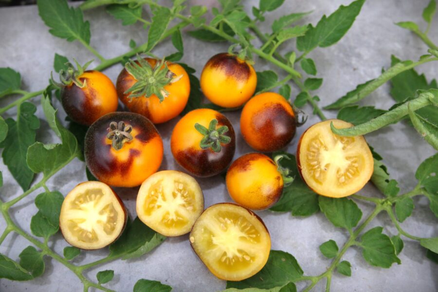 Elma Blue tomatfrön – lila-gul bicolor körsbärstomat med antocyaniner | TummelstaChili