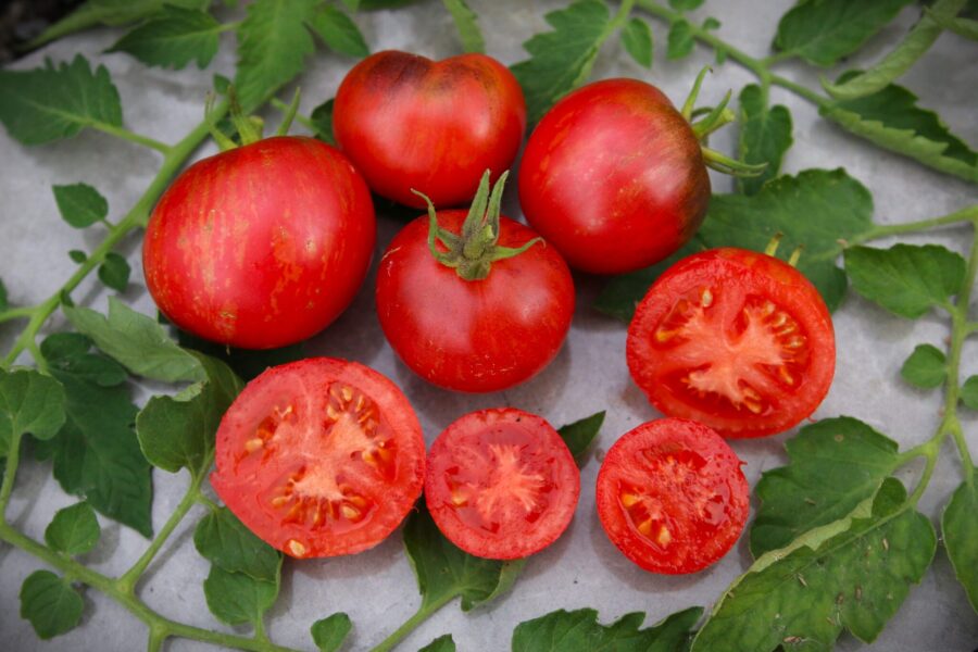 Dean's Black Draft tomatfrön – elegant dvärgtomat med brunröd mahognyfärg | TummelstaChili