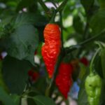 Odla 7 Pot Barrackpore