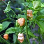 Odla Bane Strain Peach