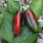 Odla Jalapeño Dieghito