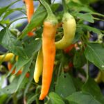 Odla Portokolova Fifironka