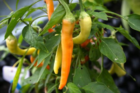 Portokolova Fifironka